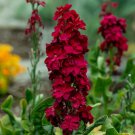 Matthiola Incana Ten Week Mix Color - 200 Seeds Matthiola Incana Ten Week Mix Color - 200 Seeds