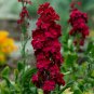 Matthiola Incana Ten Week Mix Color - 200 Seeds