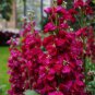 Matthiola Incana Ten Week Mix Color - 200 Seeds