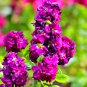 Matthiola Incana Ten Week Mix Color - 200 Seeds
