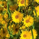 Maximillian Sunflower Seeds, Professional Pack - 15 Seeds Maximillian Sunflower Seeds, Professional Pack - 15 Seeds