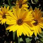 Maximillian Sunflower Seeds, Professional Pack - 15 Seeds