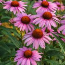 'May Jay' Red Purple Coneflower Echinacea purpurea Flower - 100 Seeds 'May Jay' Red Purple Coneflower Echinacea purpurea Flower - 100 Seeds