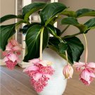 Medinilla Magnifica Bonsai Very Beautiful Bonsai Flower Bonsai - 100 Seeds