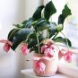 Medinilla Magnifica Bonsai Very Beautiful Bonsai Flower Bonsai - 100 Seeds