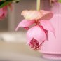 Medinilla Magnifica Bonsai Very Beautiful Bonsai Flower Bonsai - 100 Seeds