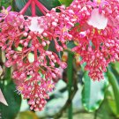 Medinilla Magnifica Plant Very Beautiful Bonsai Flower Plant - 100 Seeds Medinilla Magnifica Plant Very Beautiful Bonsai Flower Plant - 100 Seeds