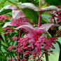Medinilla Magnifica Plant Very Beautiful Bonsai Flower Plant - 100 Seeds