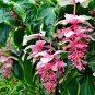 Medinilla Magnifica Plant Very Beautiful Bonsai Flower Plant - 100 Seeds