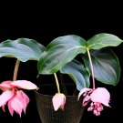 Medinilla Magnifica Showy Medinilla Perennial Shrub Rose Grape Flowering Plants Medinilla Magnifica Showy Medinilla Perennial Shrub Rose Grape Flowering Plants
