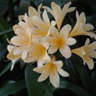 Medium Flower Real Bowl clivia pots Bonsai Garden Blooming Plants Happy Farm - 1 Medium Flower Real Bowl clivia pots Bonsai Garden Blooming Plants Happy Farm - 1