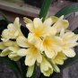 Medium Flower Real Bowl clivia pots Bonsai Garden Blooming Plants Happy Farm - 1