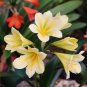 Medium Flower Real Bowl clivia pots Bonsai Garden Blooming Plants Happy Farm - 1