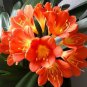 Medium Flower Real Bowl clivia pots Bonsai Garden Blooming Plants - 1 Seeds