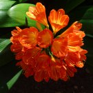 Medium Flower Real Bowl clivia - 1 Seeds