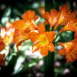 Medium Flower Real Bowl clivia - 1 Seeds