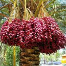 Medjool Date Palm Tree - 5 Seeds