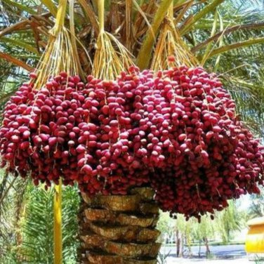 Medjool Date Palm Tree - 5 Seeds