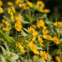 Melampodium Paludosum Flower - 20 Seeds