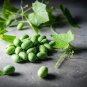 Melothria scabra Cucamelon Mouse Melon - 100 Seeds