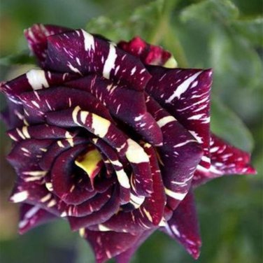 Memphis Music American Rose Shrub Flower - 50 Seeds