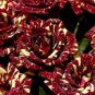 Memphis Music American Rose Shrub Flower - 50 Seeds