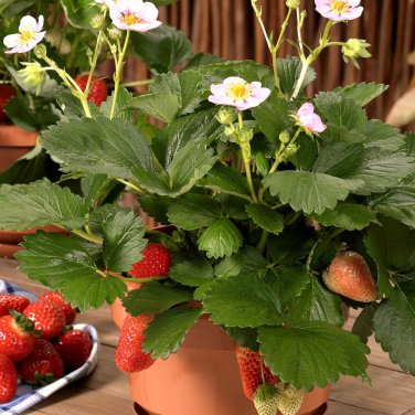 Merlan F1 Strawberry - 100 Seeds