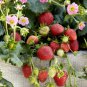 Merlan F1 Strawberry - 100 Seeds