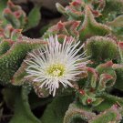 Mesembryanthemum Crystallinum Hybrid F1 - 100 Seeds