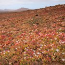 Interesting Mesembryanthemum Crystallinum Succulent Plant - 10 Seeds Interesting Mesembryanthemum Crystallinum Succulent Plant - 10 Seeds