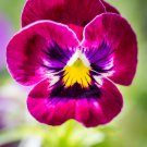 Mexican pansy Wavy Viola Tricolor Flower - 100 Seeds Mexican pansy Wavy Viola Tricolor Flower - 100 Seeds