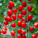 Mexico Midget Tomato - 100 Seeds