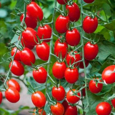 Mexico Midget Tomato - 100 Seeds
