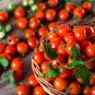Mexico Midget Tomato - 100 Seeds
