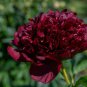 'Miami' Dark Red Burgundy Tree Peony Flower  - 5 Seeds