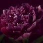 'Miami' Dark Red Burgundy Tree Peony Flower  - 5 Seeds