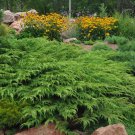 Microbiota Decussata Siberian Carpet Cypress Arborvitae Flower Bonsai - 100 Seed Microbiota Decussata Siberian Carpet Cypress Arborvitae Flower Bonsai - 100 Seed