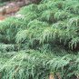 Microbiota Decussata Siberian Carpet Cypress Arborvitae Flower Bonsai - 100 Seed