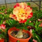 Middle Colorful Grafting Adenium Obesum Desert Rose - 2 Seeds