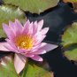Middle Pink FUYANG Water Lily Pond Flower - 1 Seeds
