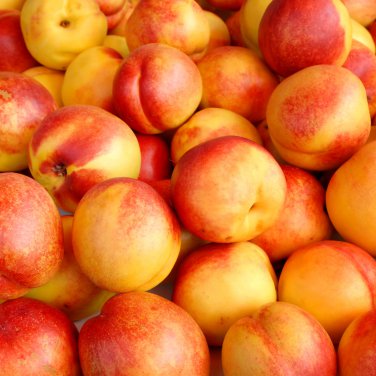 Middle-sized Nectarine Smooth-skinned Peach Fruit - 2 Seeds