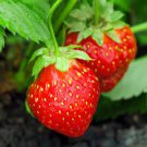 Middle-sized Red Climbing Strawberry Fruits - 100 Seeds Middle-sized Red Climbing Strawberry Fruits - 100 Seeds