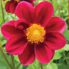Middle-sized Red Dahlia Shrub Perennial Flower - 50 Seeds Middle-sized Red Dahlia Shrub Perennial Flower - 50 Seeds
