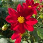 Middle-sized Red Dahlia Shrub Perennial Flower - 50 Seeds