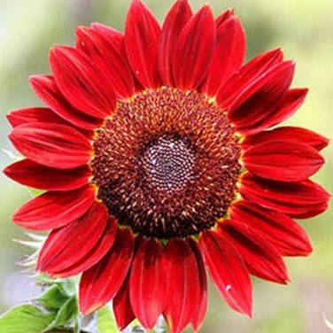 Middle-sized Red Fortune Sunflower Bonsai - 15 Seeds
