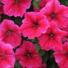 Middle-sized Rose Red Garden Petunia Annual Flower - 60 Seeds Middle-sized Rose Red Garden Petunia Annual Flower - 60 Seeds