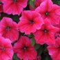 Middle-sized Rose Red Garden Petunia Annual Flower - 60 Seeds