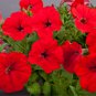 Middle-sized Rose Red Garden Petunia Annual Flower - 60 Seeds