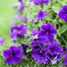 'Mik' Light Purple Petunia Hybrid - 200 Seeds