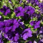 'Mik' Light Purple Petunia Hybrid - 200 Seeds